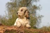PTIT BASSET GRIFFON V.  070